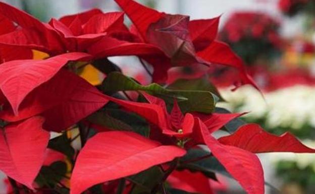 Tips and tricks to keep poinsettias alive for another year